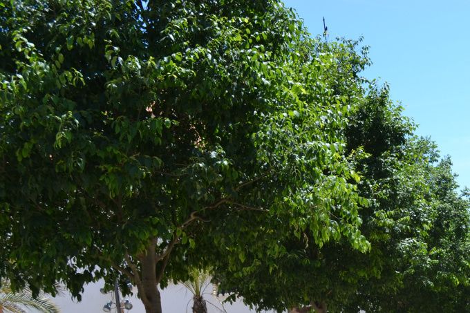 Historisch stadje Silves met zijn mooi Moorse burcht